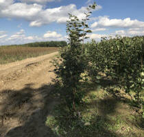 Pomicultură pepinieră: măr, pere, prune, cireșe, cireșe, caise, piersici - producător, Polonia